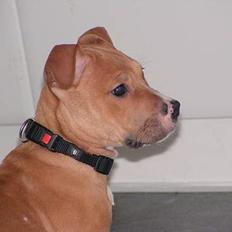 Blanding af racer freja