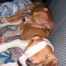 Blanding af racer freja