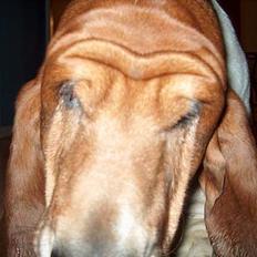 Basset hound Ibrahim DØD