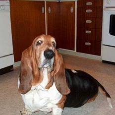 Basset hound Ibrahim DØD