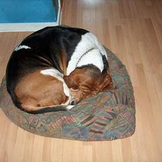 Basset hound Ibrahim DØD