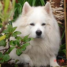 Samojedhund BAMSE. R.I.P (død 25/2 08
