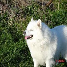 Samojedhund BAMSE. R.I.P (død 25/2 08
