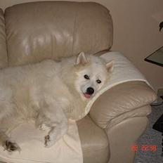 Samojedhund BAMSE. R.I.P (død 25/2 08