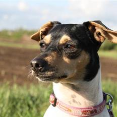 Dansk svensk gaardhund Rasmine *DØD*