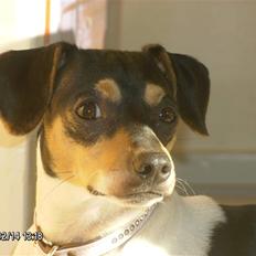 Dansk svensk gaardhund Rasmine *DØD*