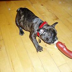 Fransk bulldog Fiona (død)