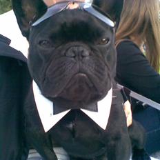 Fransk bulldog Adonis Kinibox [LOTUS] - 