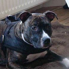 Staffordshire bull terrier Batman * R.I.P *  16/2-07