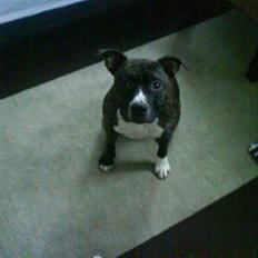 Staffordshire bull terrier Batman * R.I.P *  16/2-07