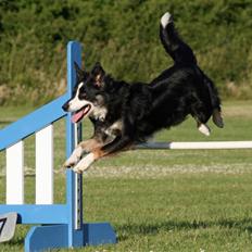 Border collie Maddie, stambogsnavn Emma (RIP 2020)
