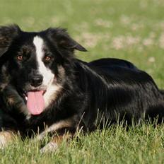 Border collie Maddie, stambogsnavn Emma (RIP 2020)