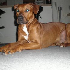 Blanding af racer cæsar. dobbermann/amstaff