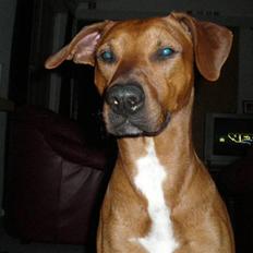 Blanding af racer cæsar. dobbermann/amstaff