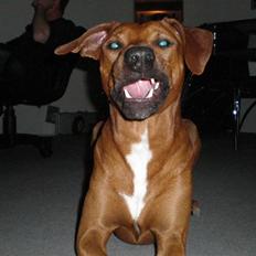 Blanding af racer cæsar. dobbermann/amstaff