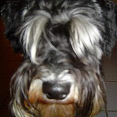 Dvaergschnauzer Tumle