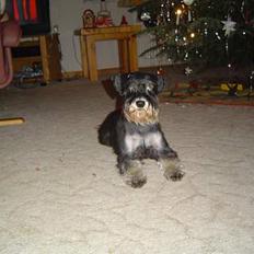 Dvaergschnauzer Tumle