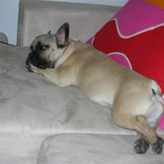 Fransk bulldog Ludwig