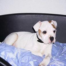 Amerikansk bulldog Diesel aka prutsvin:-P
