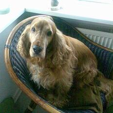 Cocker spaniel Dumbo