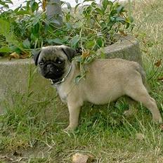 Mops Mulle