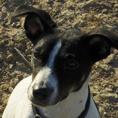 Dansk svensk gaardhund Nuggi