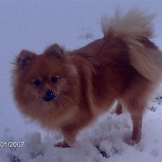 Pomeranian Ariel