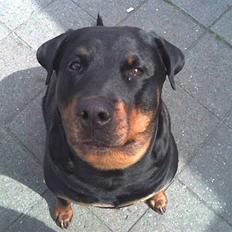 Rottweiler Kakestto's Cheetah *RIP*
