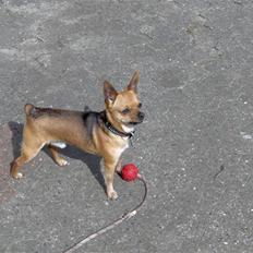 Chihuahua Cato