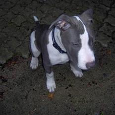 Blanding af racer Charlie