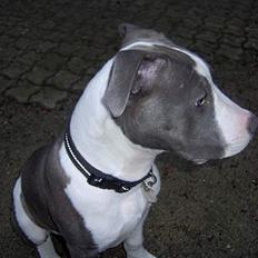 Blanding af racer Charlie