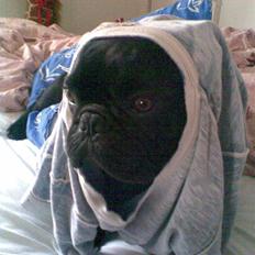 Fransk bulldog Adonis Kinibox [LOTUS] - 