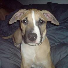 Blanding af racer Victoria