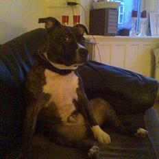 Staffordshire bull terrier Batman * R.I.P *  16/2-07