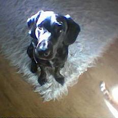 Blanding af racer Buster