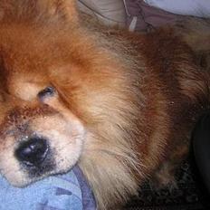Chow chow Balder