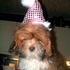 Lhasa apso Lhasa fabricius Leeloo