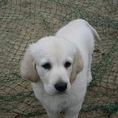 Golden retriever Ella