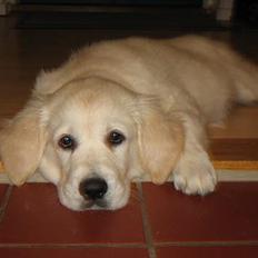 Golden retriever Ella