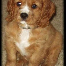 Cavalier king charles spaniel Samson
