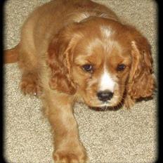 Cavalier king charles spaniel Samson