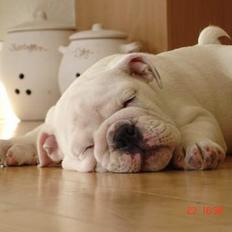 Engelsk bulldog Bacon