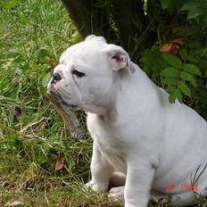 Engelsk bulldog Bacon