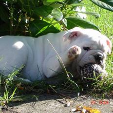 Engelsk bulldog Bacon