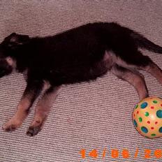 Schæferhund Karl Max