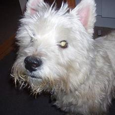 West highland white terrier Frederik