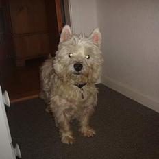 West highland white terrier Frederik