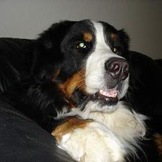 Berner sennenhund Yimbo R.I.P.