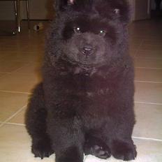 Chow chow Fuh Thu Josefine