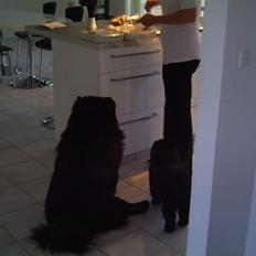 Chow chow Fuh Thu Josefine